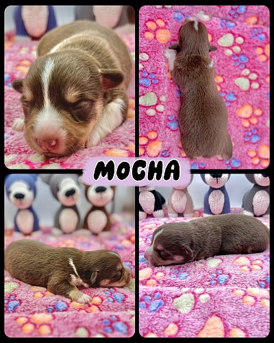 American corgi liver tri female for sale Fort Worth Texas Aledo Texas
