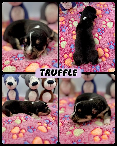 Black tri American corgi for sale Fort Worth texas