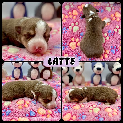 Liver tri female American corgifor sale corgi Fort Worth texas