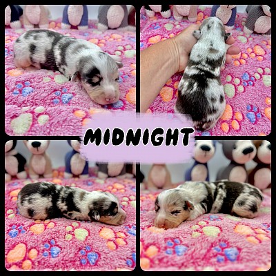 Blue merle corgi female for sale Texas fort worth