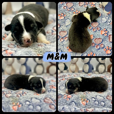 Black tri male American corgi for sale Fort Worth