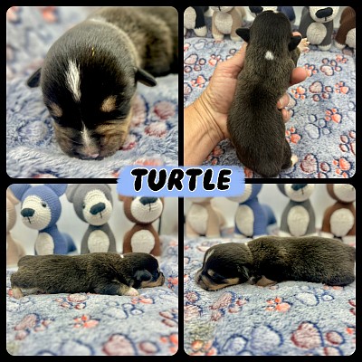 Black tri male corgi for sale Fort Worth Texas