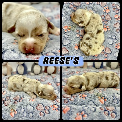 Liver merle chocolate merle corgi for sale texas