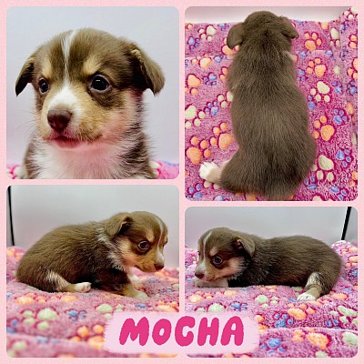 American corgi liver tri female for sale Fort Worth Texas Aledo Texas