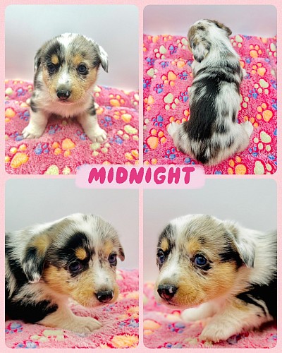 Blue merle corgi female for sale Texas fort worth