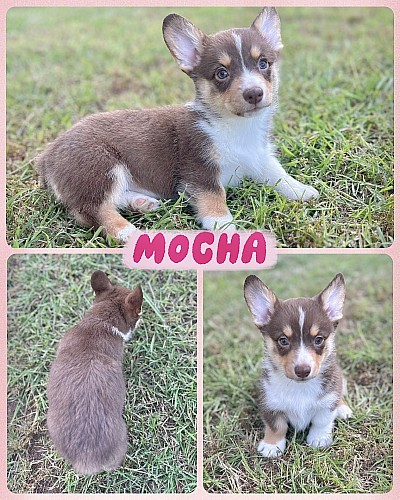 American corgi liver tri female for sale Fort Worth Texas Aledo Texas
