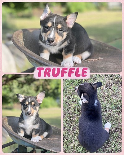 Black tri American corgi for sale Fort Worth texas