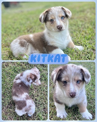 Liver merle corgi for sale Fort Worth Texas usa