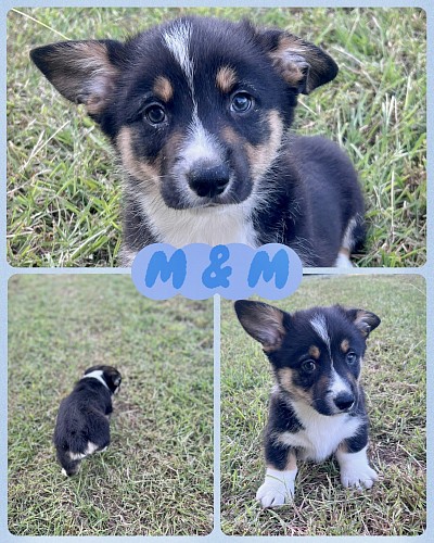 Black tri male American corgi for sale Fort Worth