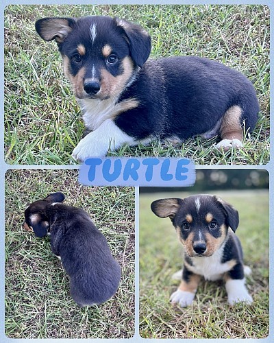 Black tri male corgi for sale Fort Worth Texas