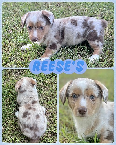 Liver merle chocolate merle corgi for sale texas