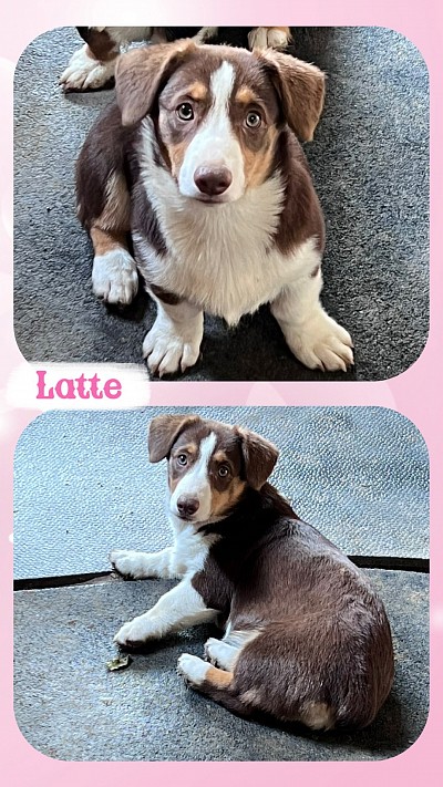 Liver tri female American corgifor sale corgi Fort Worth texas