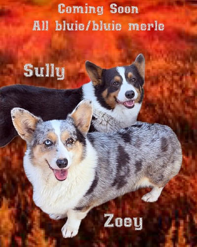 Bluie corgis puppies for sale Fort Worth Texas triple clear