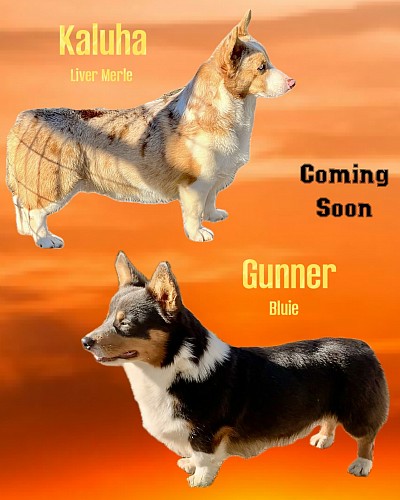 Bluie tri, liver merle, chocolate Merle, for sale puppies