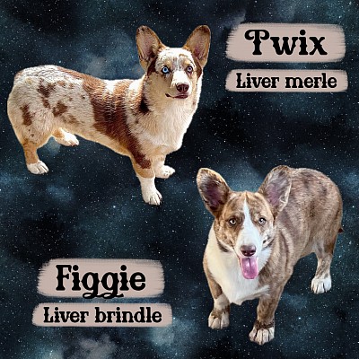 Liver corgi puppies for sale