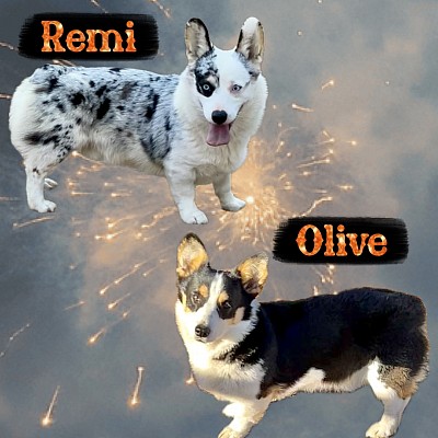 Corgi puppies for sale merle tri