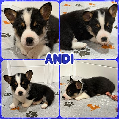 Black tri corgi puppy male for sale available Fort Worth Texas