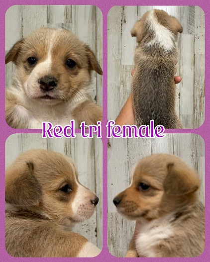 Red tri female corgi for sale Fort Worth Texas