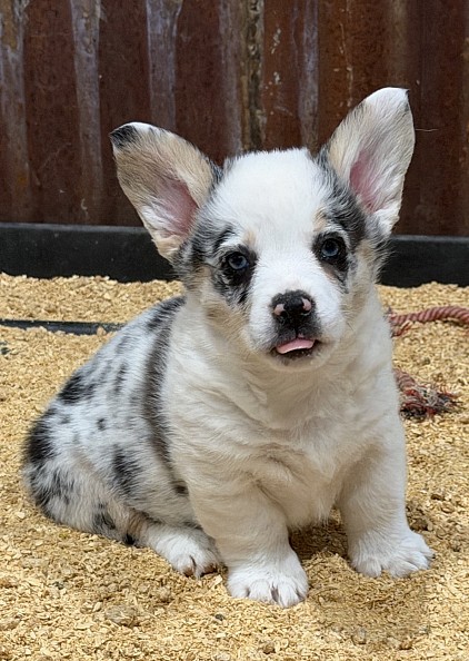 Blue merle corgi female available for sale blue eyes Fort Worth Texas