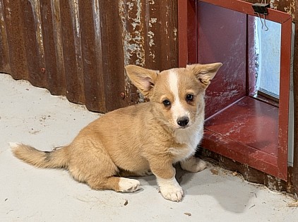 Red merle female corgi for sale Fort Worth Texas available
