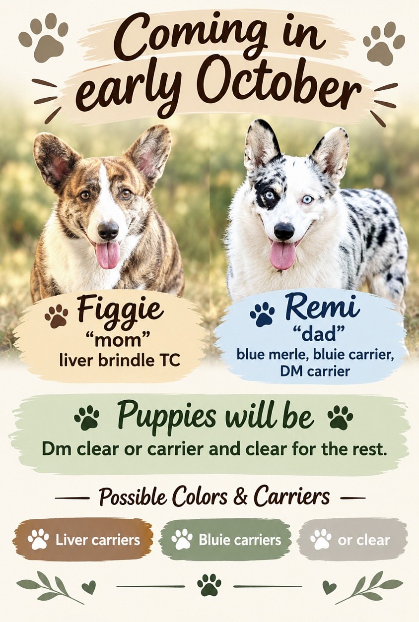 Liver corgi puppies blue merle bluie for sale fort worth