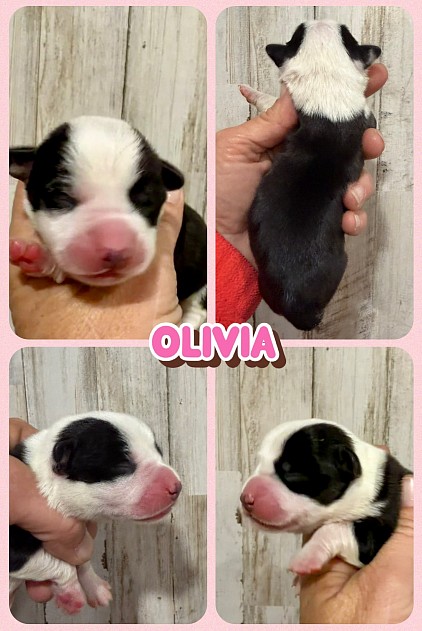 Black tri corgi female available for sale blue eyes Fort Worth Texas