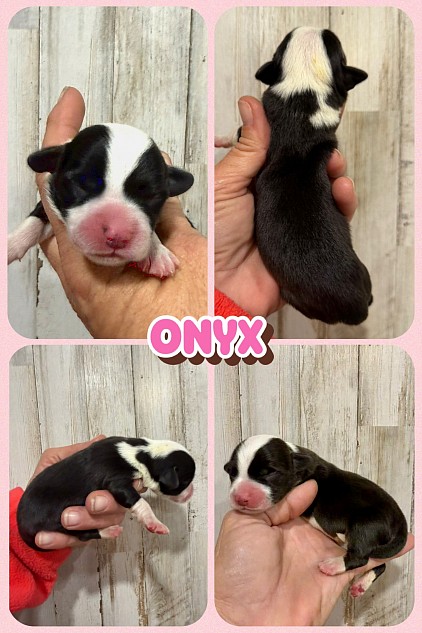 Black tri female corgi for sale Fort Worth Texas available