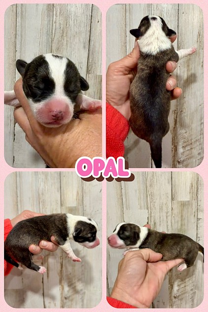 Brindle and white female corgi for sale Fort Worth Texas