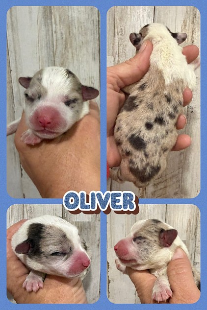 Brindle merle corgi male for sale Fort Worth Texas