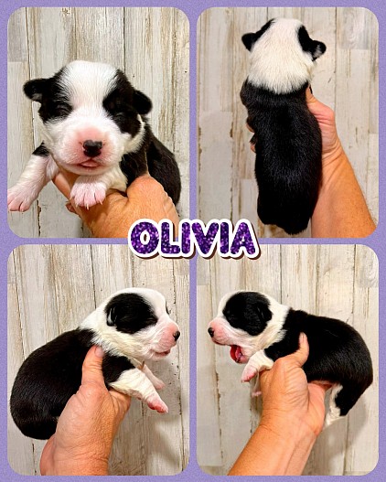 Black tri corgi female available for sale blue eyes Fort Worth Texas